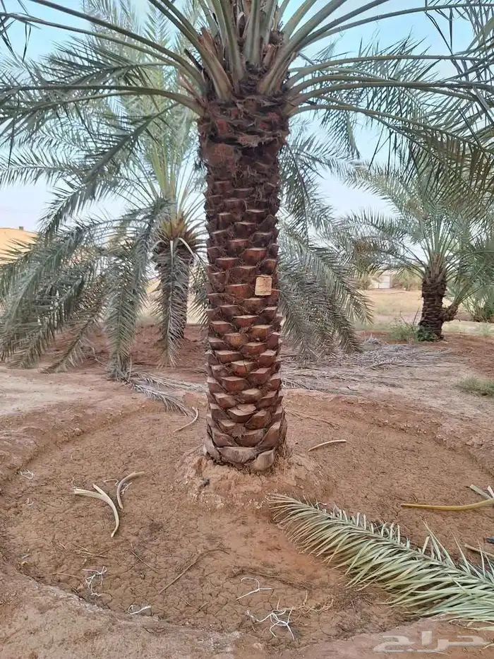 نخيل للبيع 0