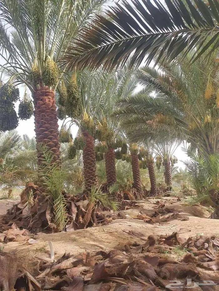 يوجد لدينا توريد جميع انواع نخيل 4
