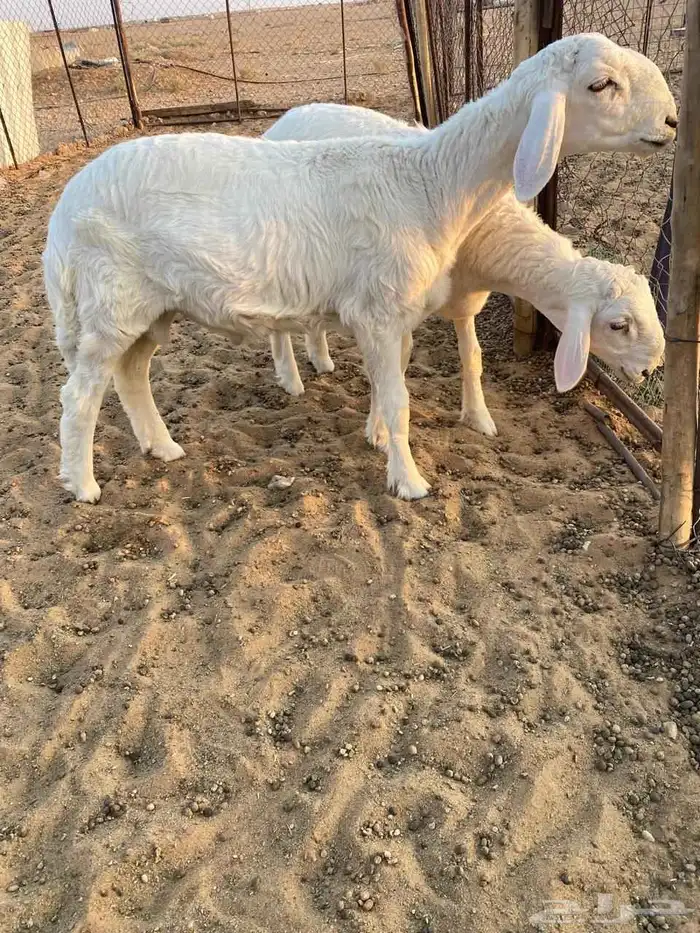 للبيع خرفان مشاريع فحول 0