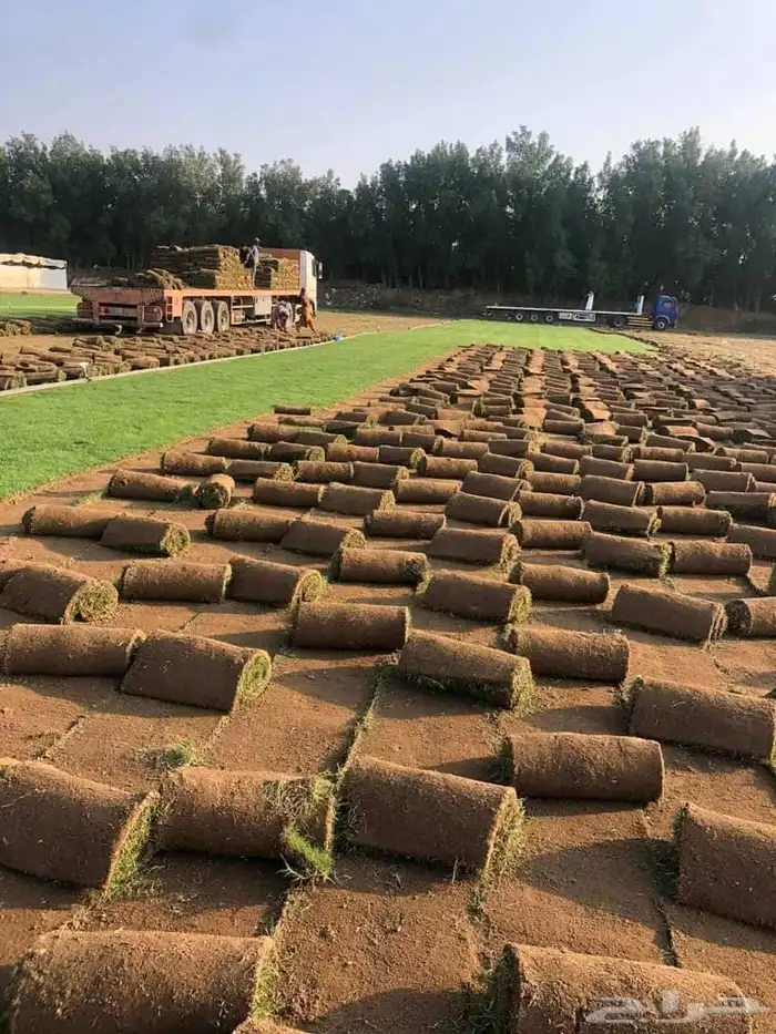 نجيل طبيعي 10