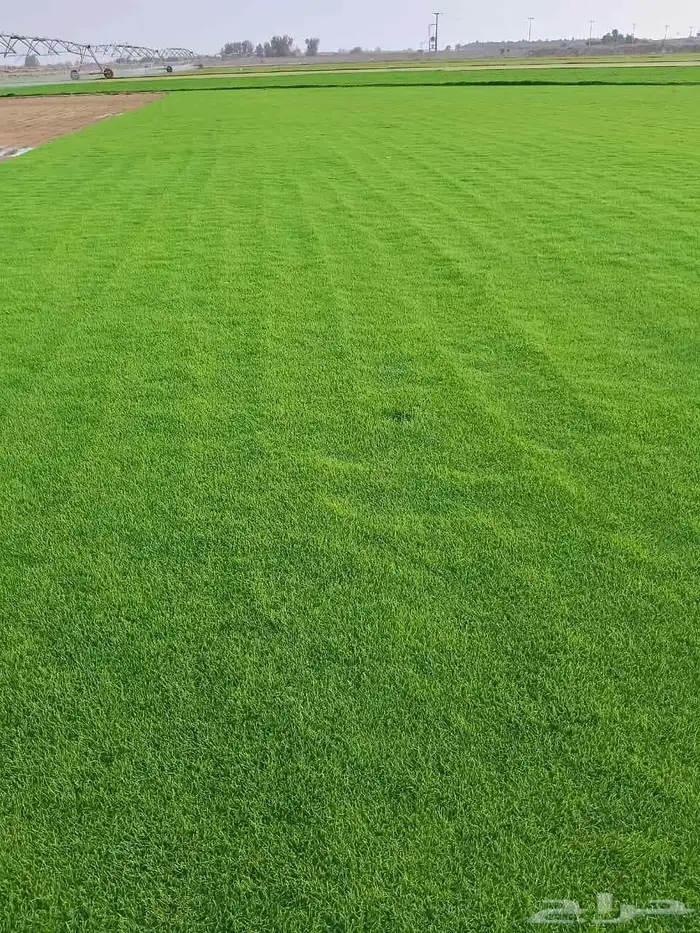 مسطحات خضراء 2