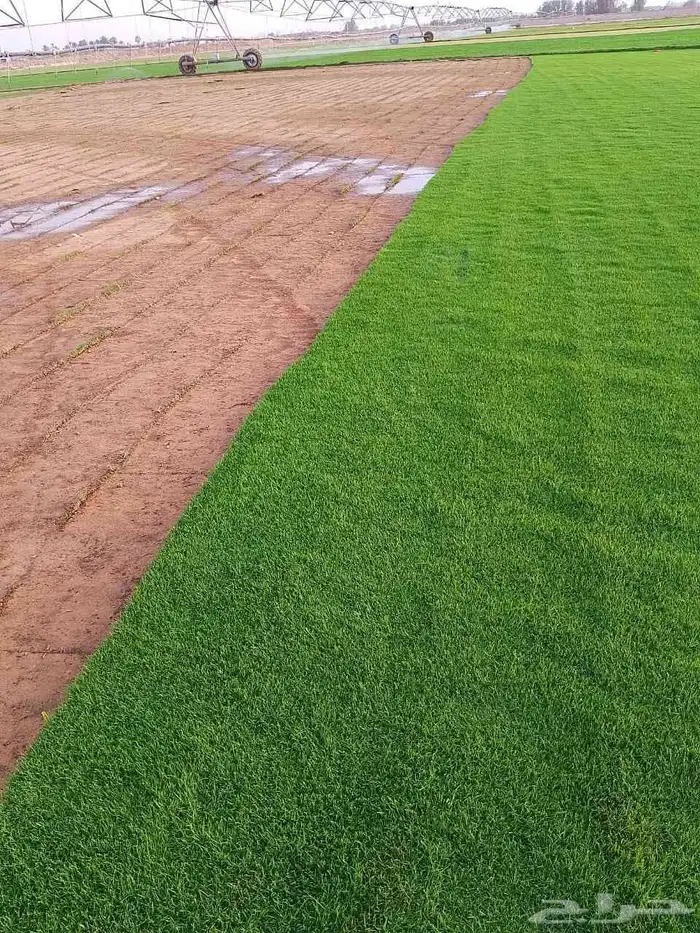 مسطحات خضراء 3