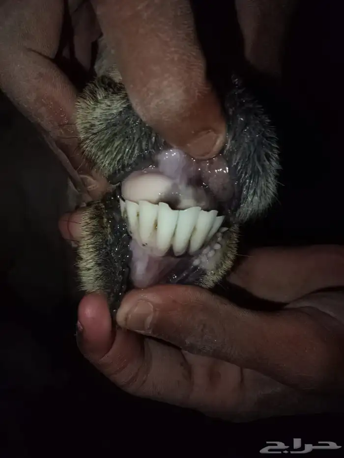 نعجه منتوج 2