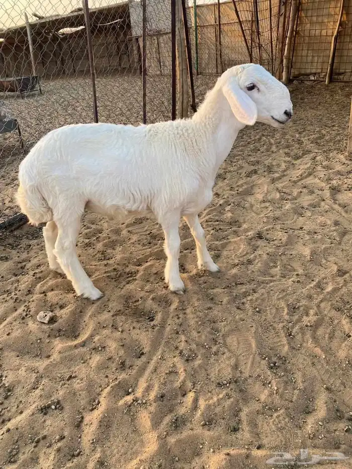 للبيع خرفان مشاريع فحول 4