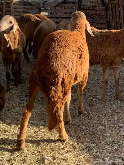 طليان جدعان سواكني حمريات عدد16 من1000 index