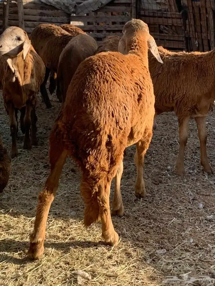 طليان جدعان سواكني حمريات عدد16 من1000 3