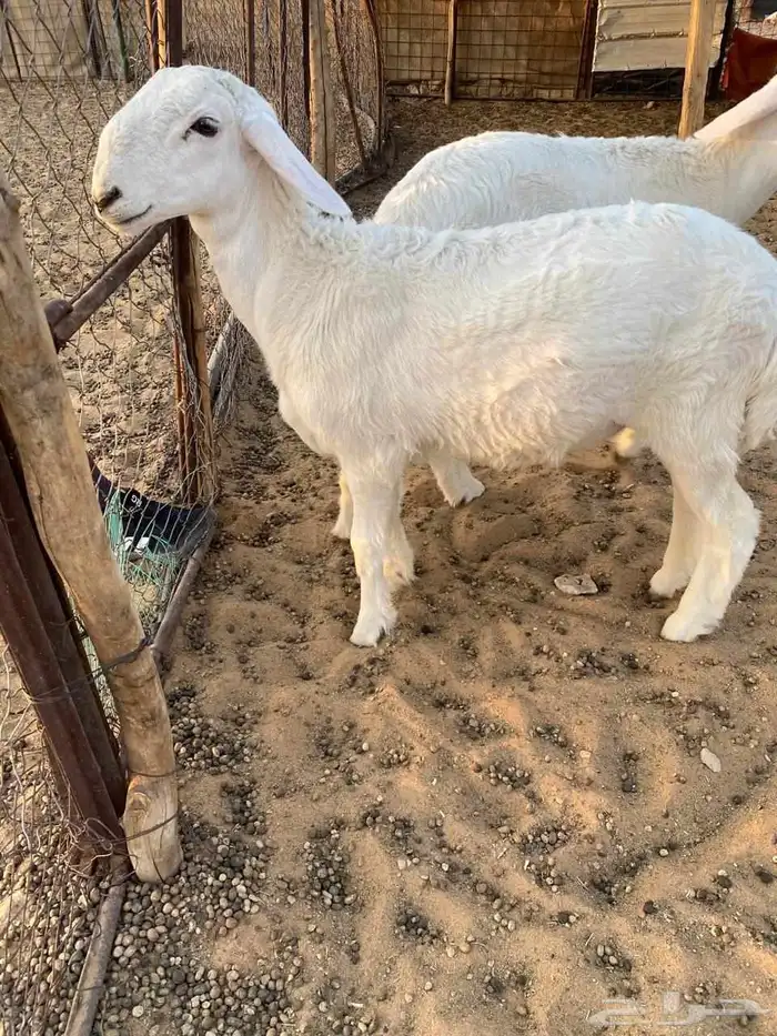 للبيع خرفان مشاريع فحول 2