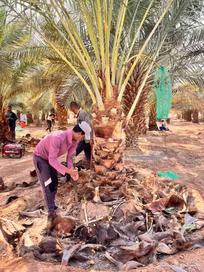 نخيل للبيع مثمر فسائل نقايل جثايث 9