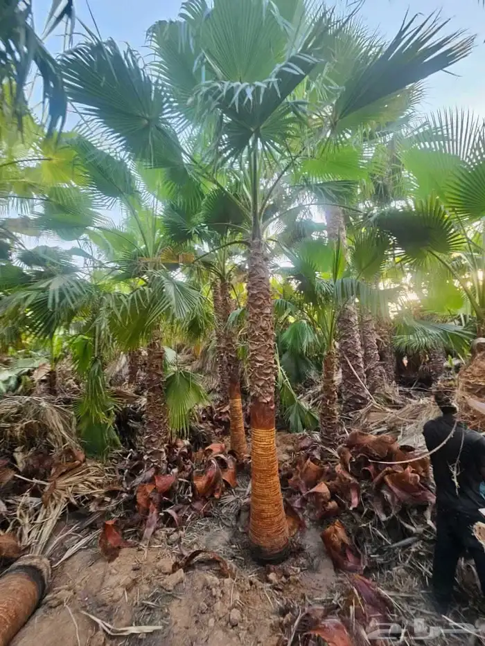 نخل واشنطني 6