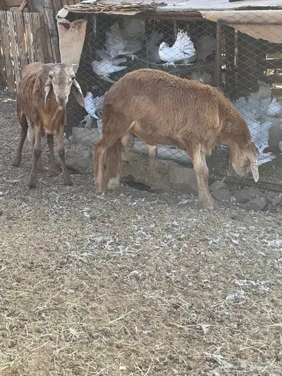 طليان جدعان سواكني حمريات عدد16 من1000 index