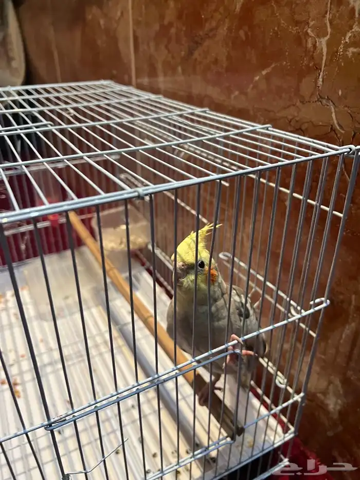 طيور كروان 3