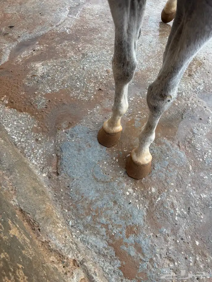 حصان واهو حفيد وادي الشقب 3