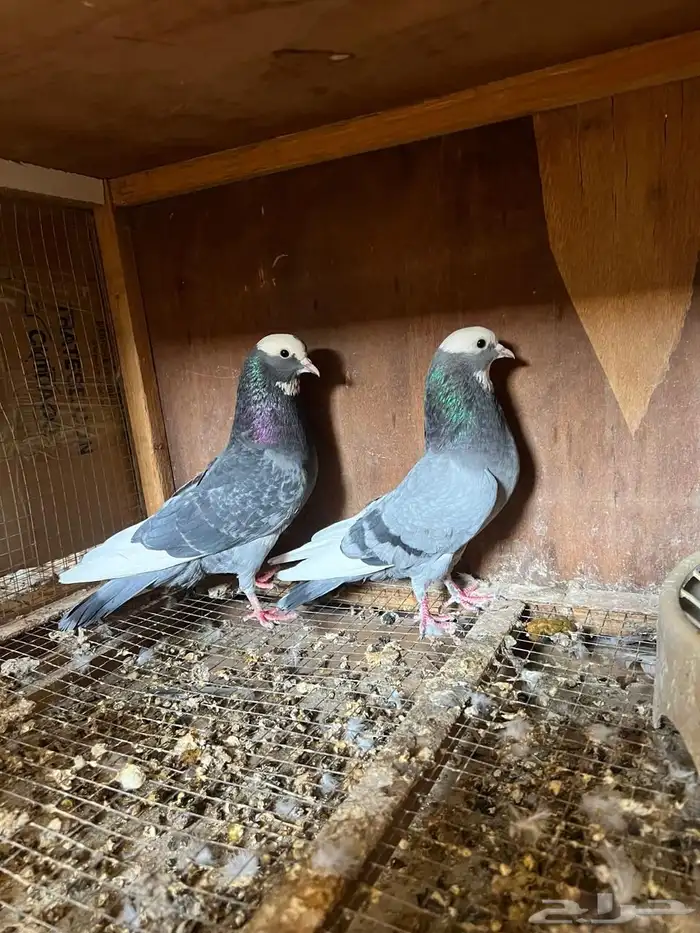 جوز باكستاني ( دوباز ) 0