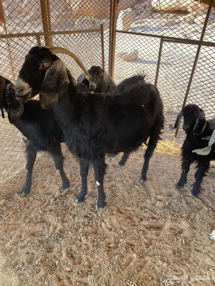 غنم عشار ل البيع 1