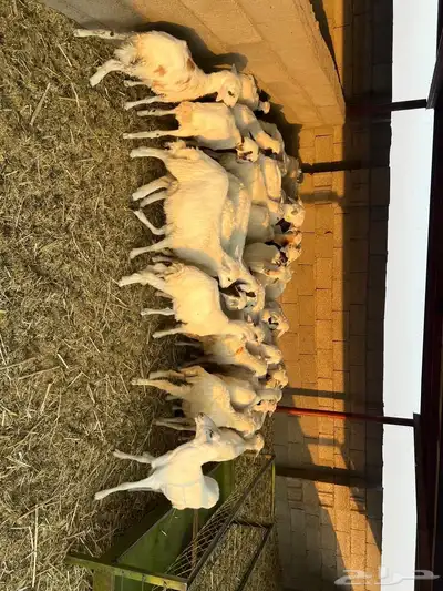 رخال رفد مهجنه العدد 40 index