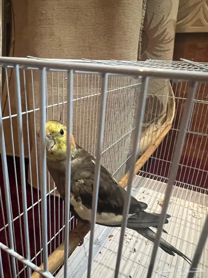 طيور كروان 0