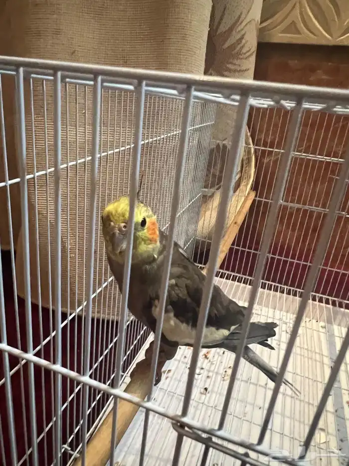 طيور كروان 5