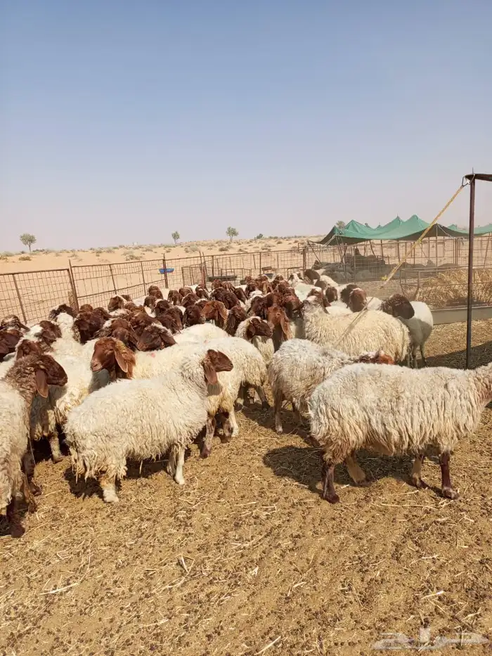 غنم نعيمي 3