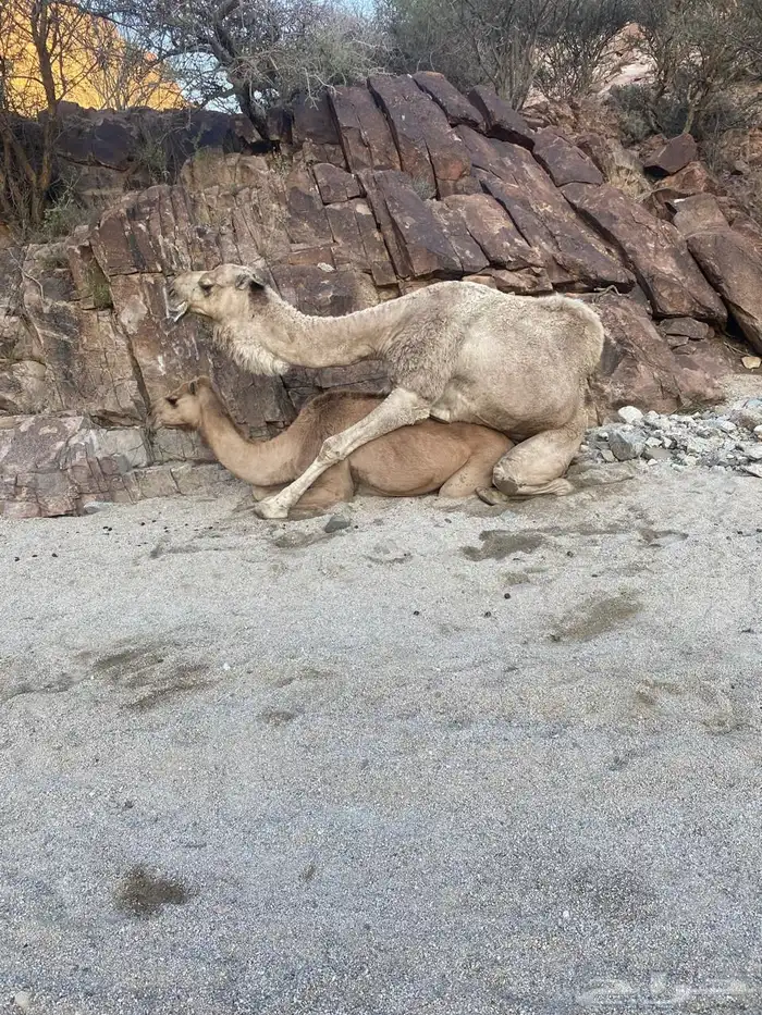 بعير اشقح مثني في الناب 0