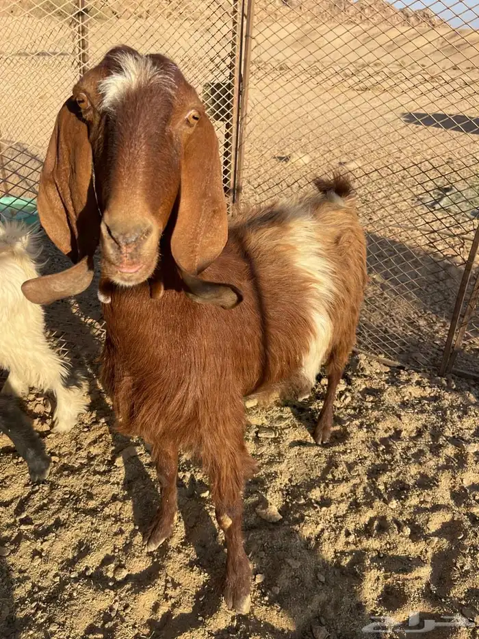 غنم عشار ل البيع 0