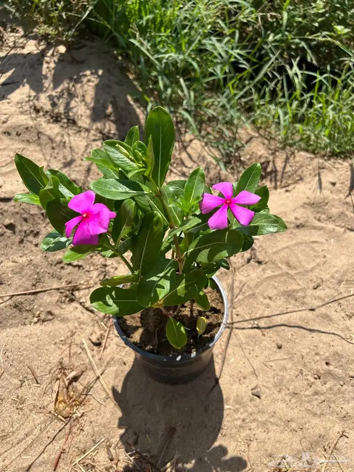 شتلات متنوعة بسعر الجملة 9