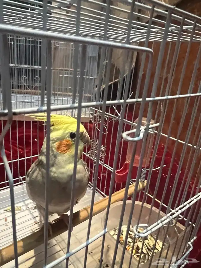 طيور كروان 6