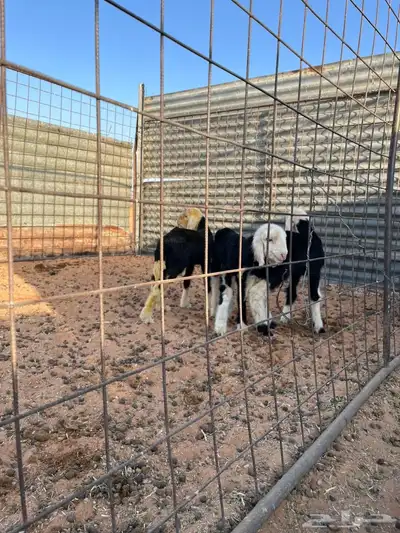 دواغير خرفان نجد index