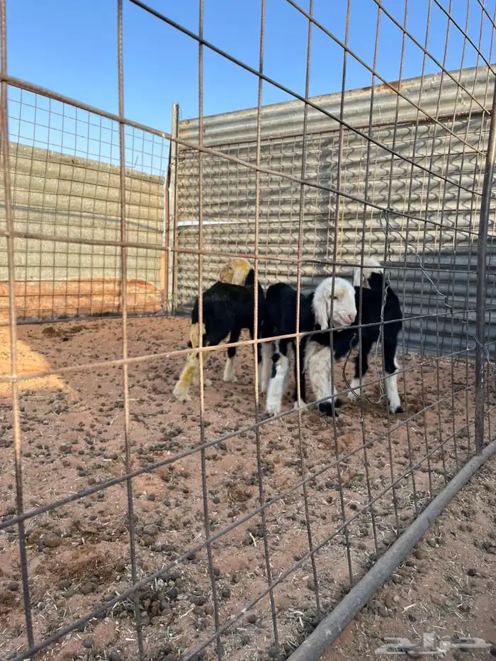 دواغير خرفان نجد 2