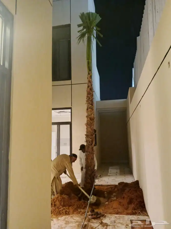 نخيل واشنطن للبيع بجميع انوواع المقاسات 1