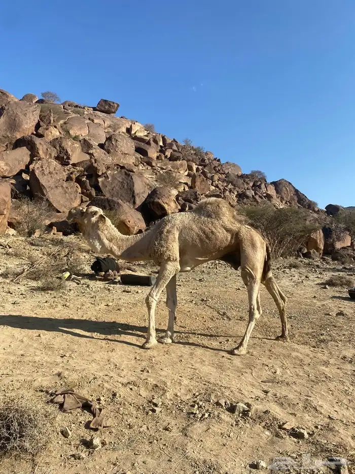 بعير اشقح مثني في الناب 2