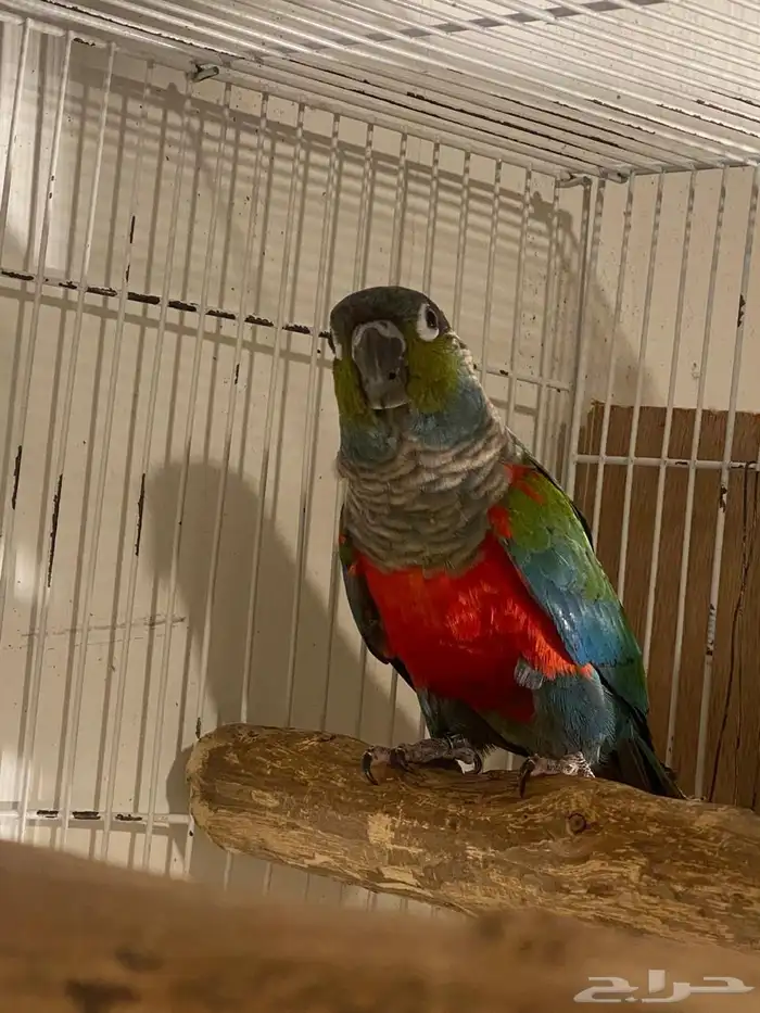 جوز كريمسون منتج 1