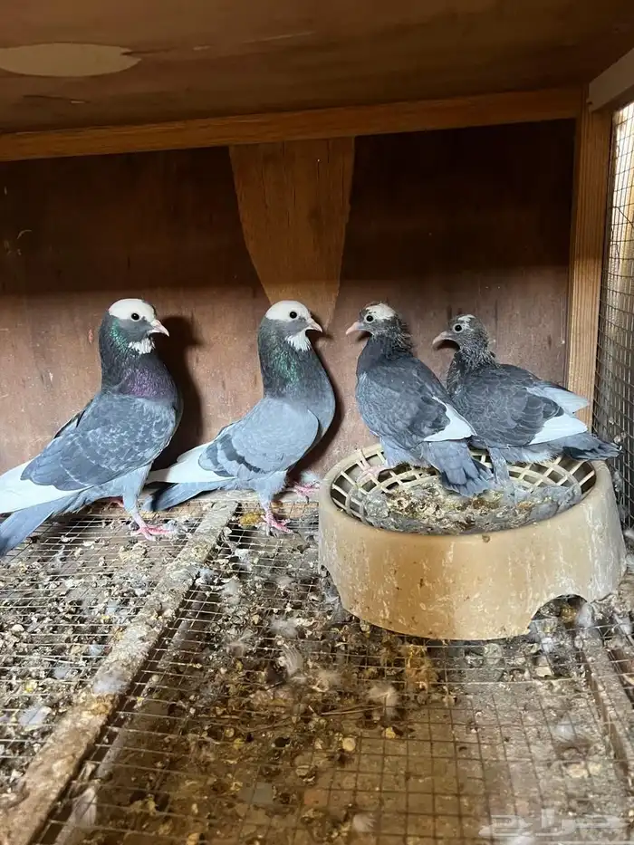 جوز باكستاني ( دوباز ) 1