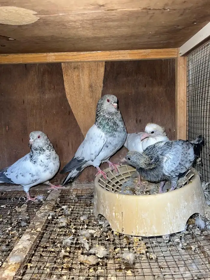 جوز باكستاني ( كمنقر ) 1