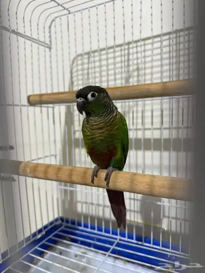 كنيور قرين شك index