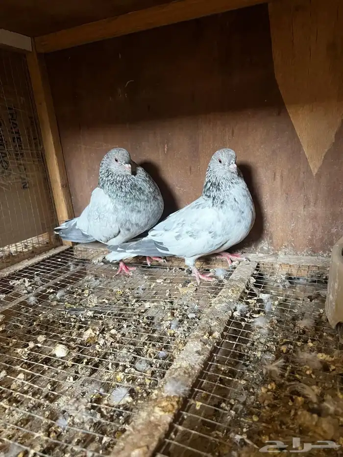 جوز باكستاني ( كمنقر ) 0