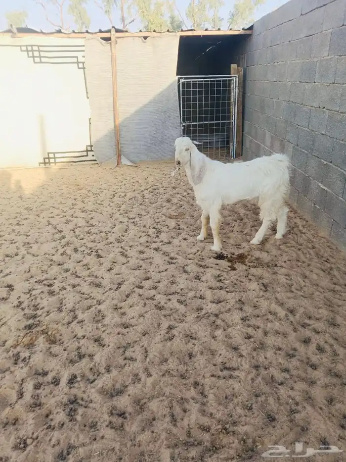 تيس ابيض للبيع 0