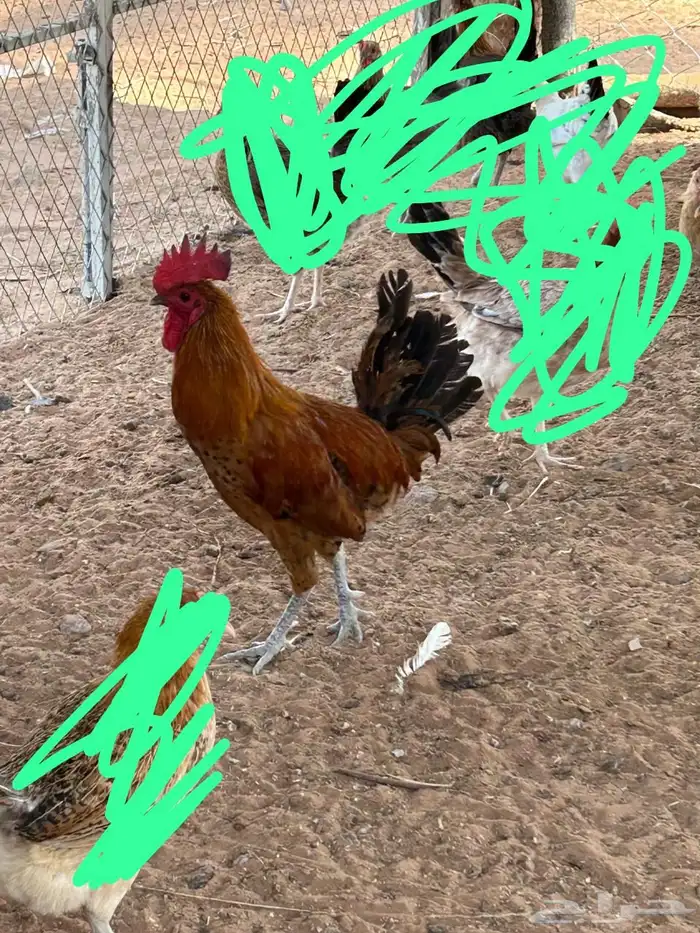 3 ديوك بلديه للبيع 2