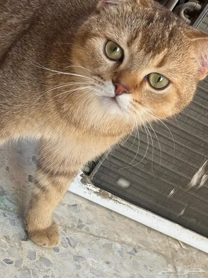 قط بريطاني قولدن شورت هير (Golden British Shorthair) 3