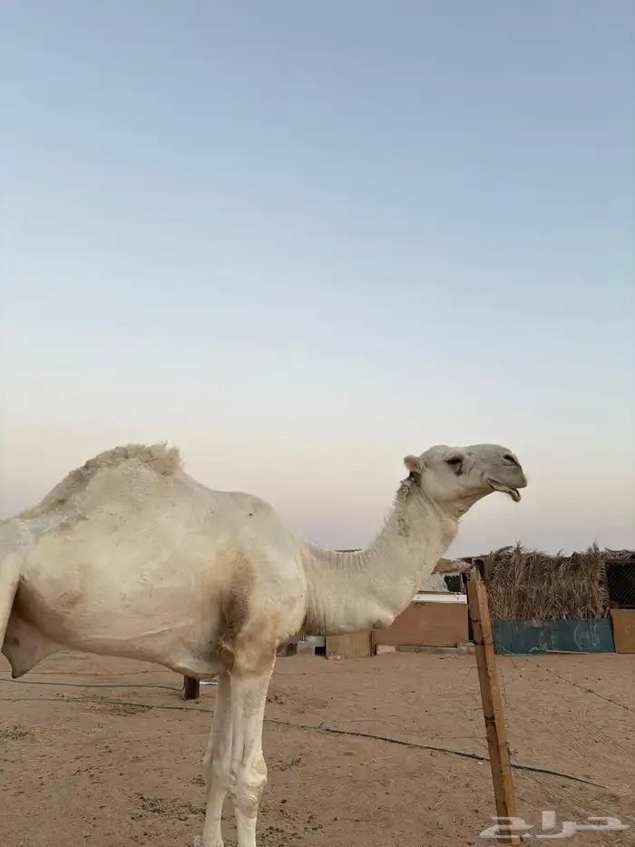 قعود ثني اوضح فاخر 2