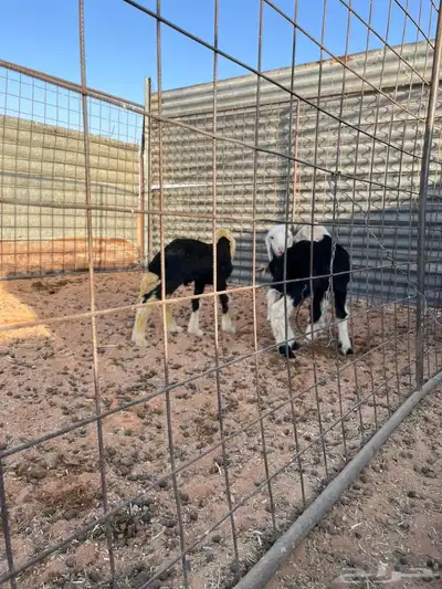 دواغير خرفان نجد index