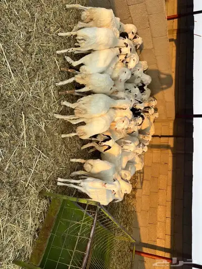 رخال رفد مهجنه العدد 40 index