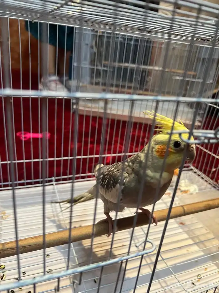 طيور كروان 2