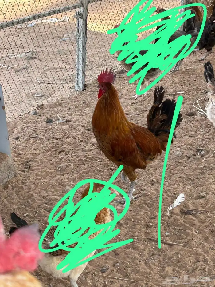 3 ديوك بلديه للبيع 1