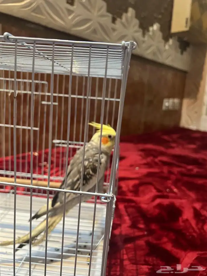 طيور كروان 4