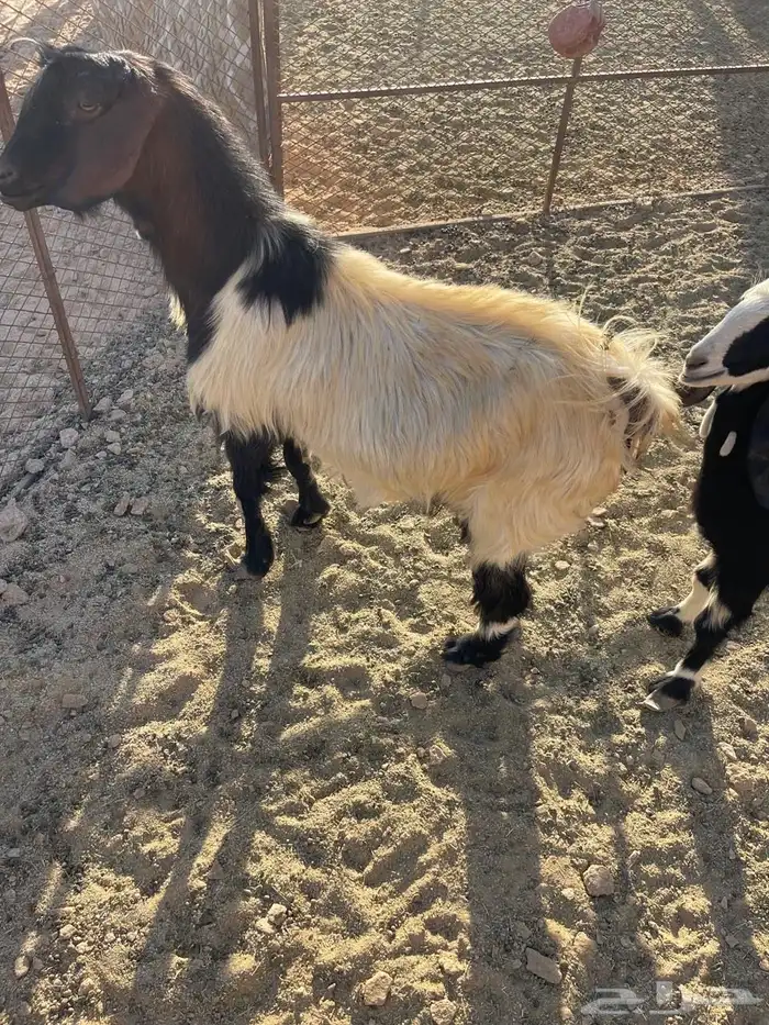 غنم عشار ل البيع 3