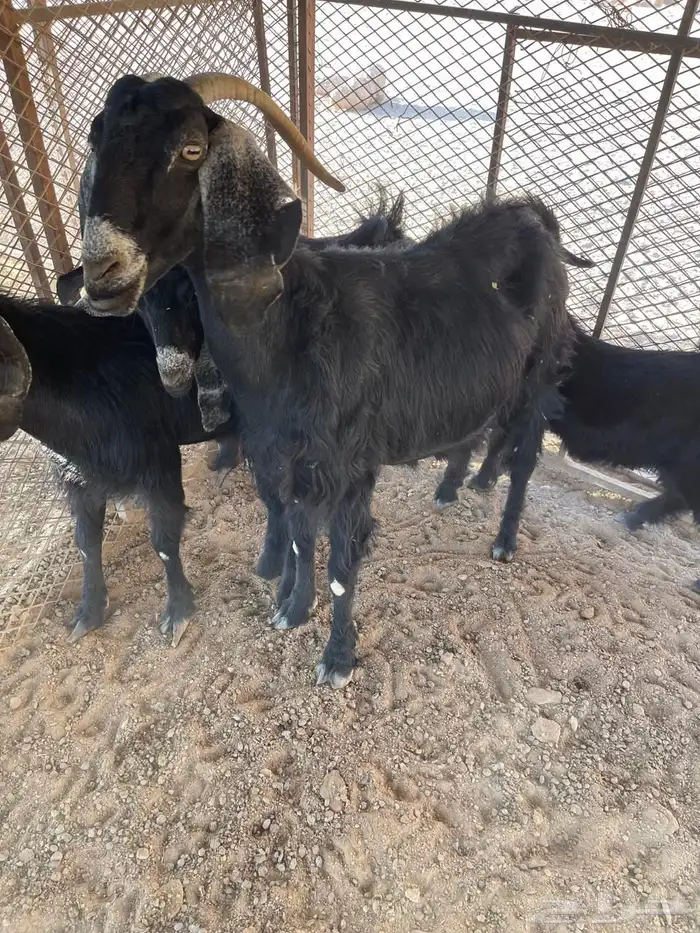 غنم عشار ل البيع 4