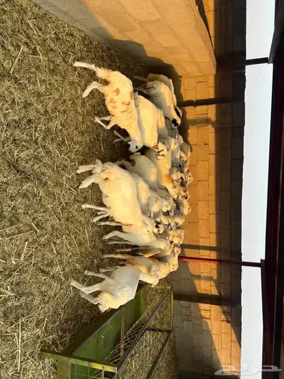 رخال رفد مهجنه العدد 40 index