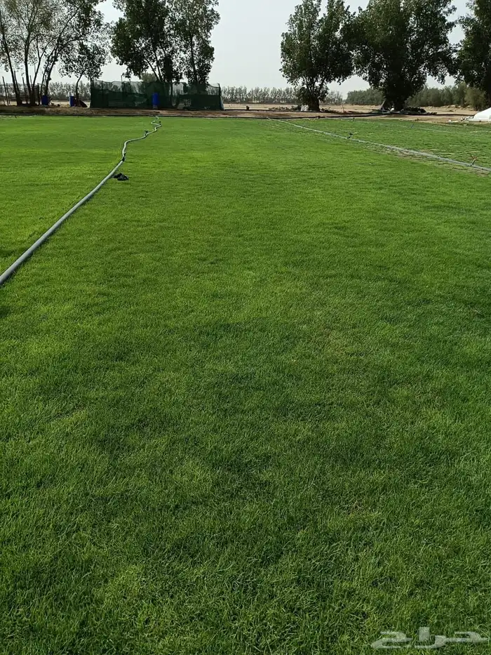 نجيله خضراء 3