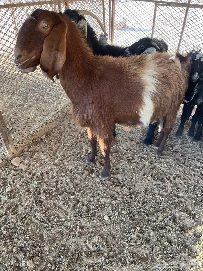 غنم عشار ل البيع 2