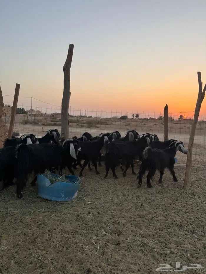 معزا العدد 13 5